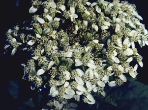 Frost Weed, Iceplant, Winged Stem, White Crownbeard, Iceweed, Richweed, Squawweed - Verbesina virginica 3