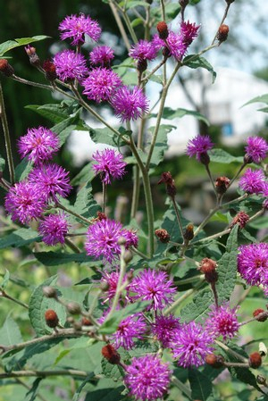 Upland Ironweed, Broadleaf Ironweed - Vernonia glauca