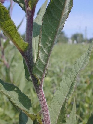Missouri Ironweed - Vernonia missurica