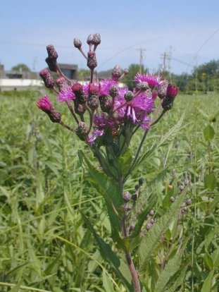 Missouri Ironweed - Vernonia missurica 2