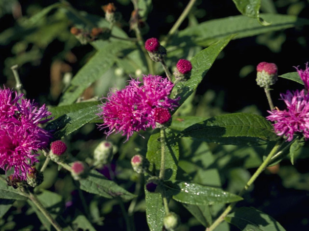 Missouri Ironweed - Vernonia missurica 3