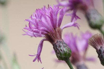 Giant Ironweed, Tall Ironweed - Vernonia gigantea (Vernonia altissima)