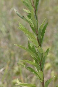 Giant Ironweed, Tall Ironweed - Vernonia gigantea (Vernonia altissima) 1