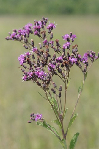 Giant Ironweed, Tall Ironweed - Vernonia gigantea (Vernonia altissima) 2