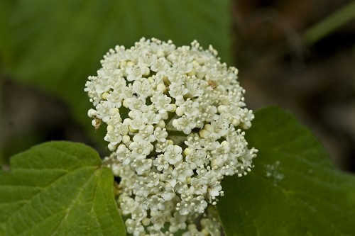 Mapleleaf Viburnum - Viburnum acerifolium 2