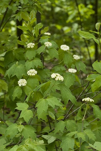 Mapleleaf Viburnum - Viburnum acerifolium