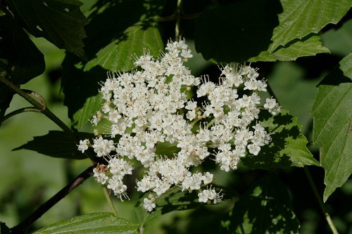 Arrowwood, Southern Arrowwood - Viburnum dentatum