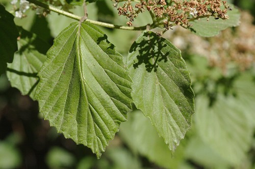 Arrowwood, Southern Arrowwood - Viburnum dentatum 2