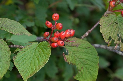 Hobblebush Viburnum - Viburnum lantanoides (Viburnum alnifolium) 2