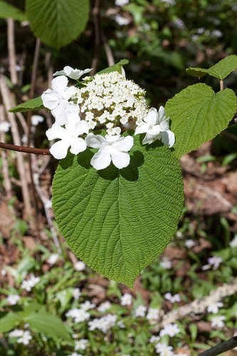 Hobblebush Viburnum - Viburnum lantanoides (Viburnum alnifolium)