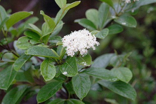 Witherod, Possum Haw, Southern Witherod- Viburnum nudum var. nudum