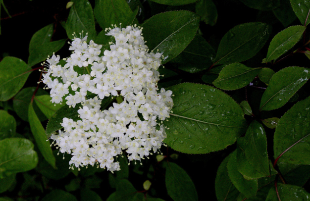 Northern Witherod, Withe-rod - Viburnum nudum var. cassinoides (Viburnum cassinoides)