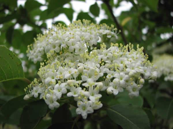 Black Haw, Blackhaw Viburnum - Viburnum prunifolium