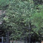 Rusty Blackhaw Viburnum, Southern Blackhaw, Downy Viburnum - Viburnum rufidulum 6