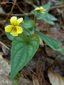 Halberd-leaf Violet - Viola hastata