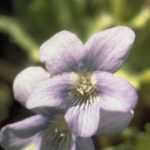Early Blue Violet, Wood Violet - Viola palmata