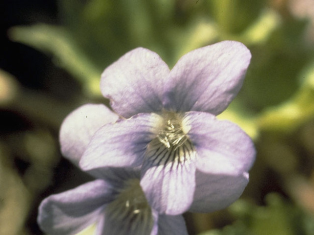 Early Blue Violet, Wood Violet - Viola palmata