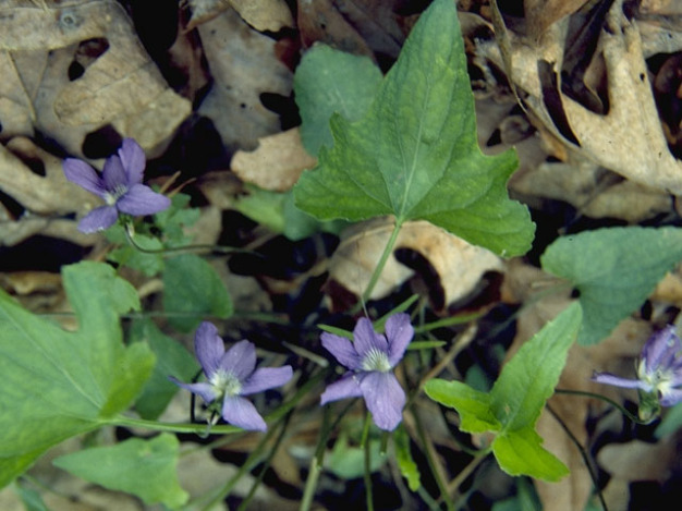 Early Blue Violet, Wood Violet - Viola palmata 1
