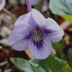 Long-spurred Violet, Longspur Violet - Viola rostrata