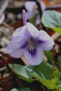 Long-spurred Violet, Longspur Violet - Viola rostrata