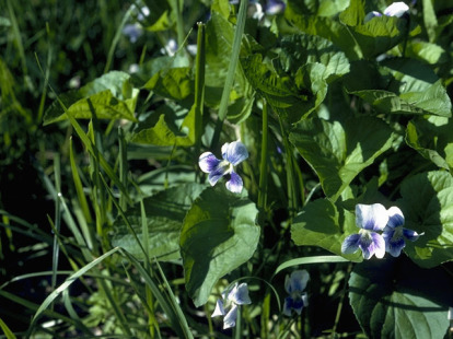 Long-spurred Violet, Longspur Violet - Viola rostrata 2