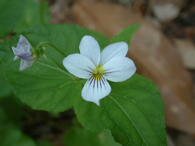 Cream Violet, Striped Cream Violet - Viola striata