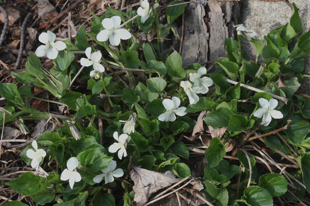 Cream Violet, Striped Cream Violet - Viola striata