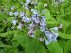 Virginia Bluebells - Mertensia virginica 3