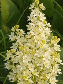 Virginia Bunchflower, Bunch Flower - Veratrum virginicum (Melanthium virginicum)