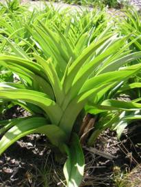 Virginia Bunchflower, Bunch Flower - Veratrum virginicum (Melanthium virginicum) 2