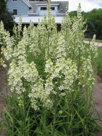 Virginia Bunchflower, Bunch Flower - Veratrum virginicum (Melanthium virginicum) 3