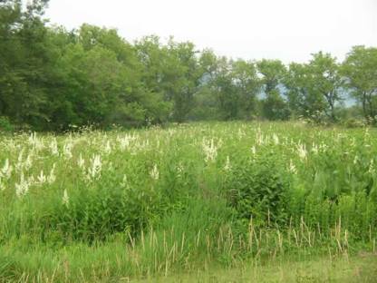 Virginia Bunchflower, Bunch Flower - Veratrum virginicum (Melanthium virginicum) 4