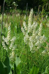 Virginia Bunchflower, Bunch Flower - Veratrum virginicum (Melanthium virginicum) 5