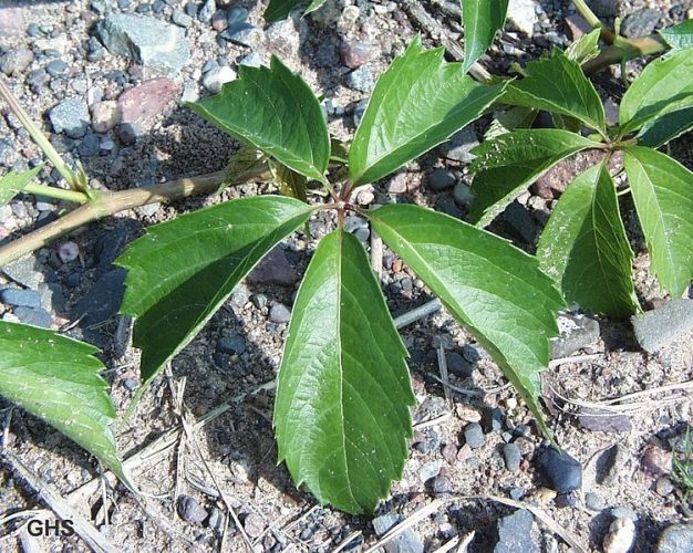 Virginia Creeper - Parthenocissus quinquefolia