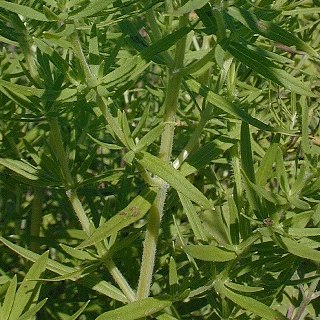 Virginia Mountainmint, American Mountainmint - Pycnanthemum virginianum 4