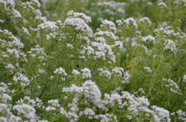 Virginia Mountainmint, American Mountainmint - Pycnanthemum virginianum 2