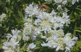 Virginia Mountainmint, American Mountainmint - Pycnanthemum virginianum