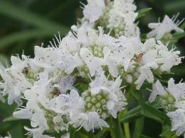 Virginia Mountainmint, American Mountainmint - Pycnanthemum virginianum 5