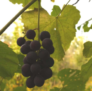 Fox Grape - Vitis labrusca 3