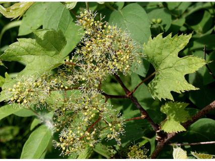 Riverbank Grape - Vitis riparia 4