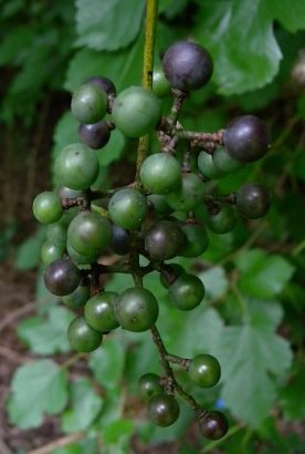 Frost Grape, Fox Grape, Winter Grape, Wild Grape - Vitis vulpina (V. odoratissima) 2