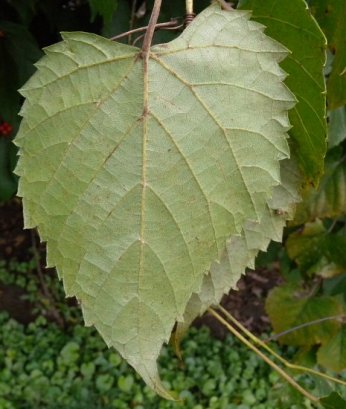 Frost Grape, Fox Grape, Winter Grape, Wild Grape - Vitis vulpina (V. odoratissima) 3