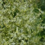 Waxy-leaf Meadow Rue - Thalictrum revolutum