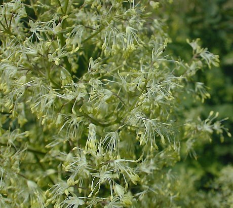 Waxy-leaf Meadow Rue - Thalictrum revolutum