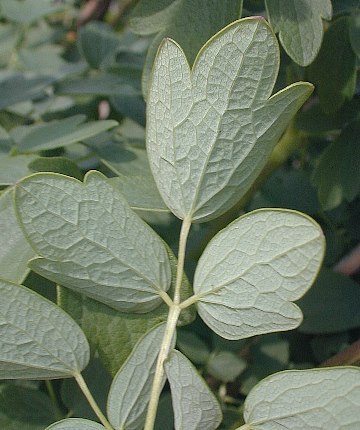 Waxy-leaf Meadow Rue - Thalictrum revolutum 2