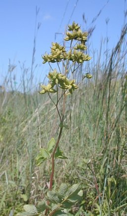 Waxy-leaf Meadow Rue - Thalictrum revolutum 3