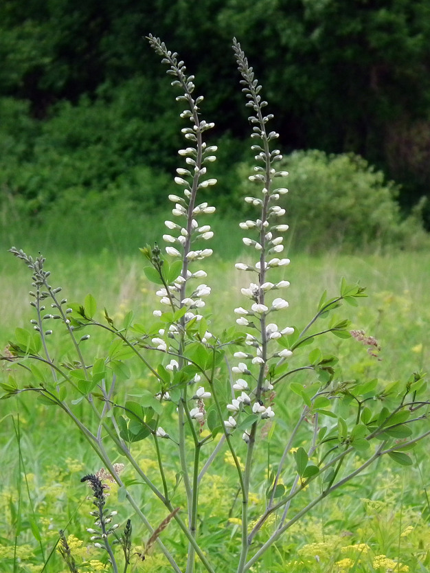 White Wild Indigo - Baptisia alba