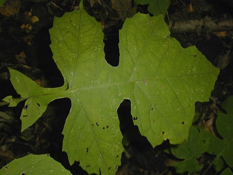 whiteflower_leWhiteflower Leafcup, Small-flowered Leafcup - Polymnia canadensis 2