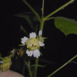 Whiteflower Leafcup, Small-flowered Leafcup - Polymnia canadensis