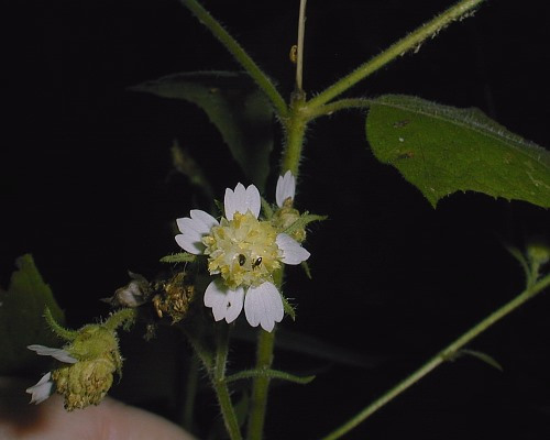 Whiteflower Leafcup, Small-flowered Leafcup - Polymnia canadensis